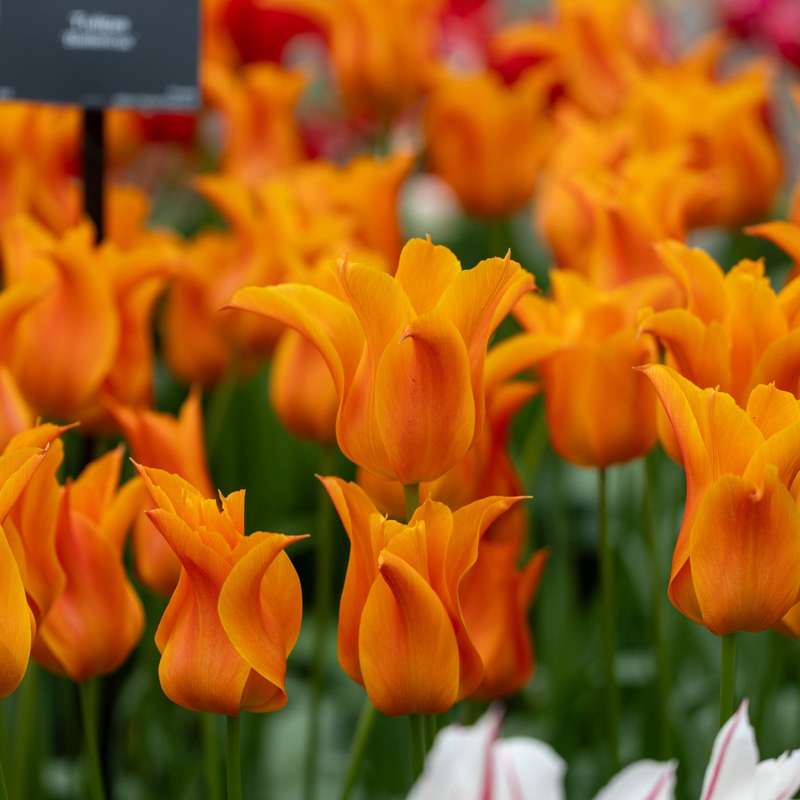 Tulipan 'Ballerina'